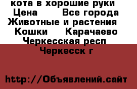 кота в хорошие руки › Цена ­ 0 - Все города Животные и растения » Кошки   . Карачаево-Черкесская респ.,Черкесск г.